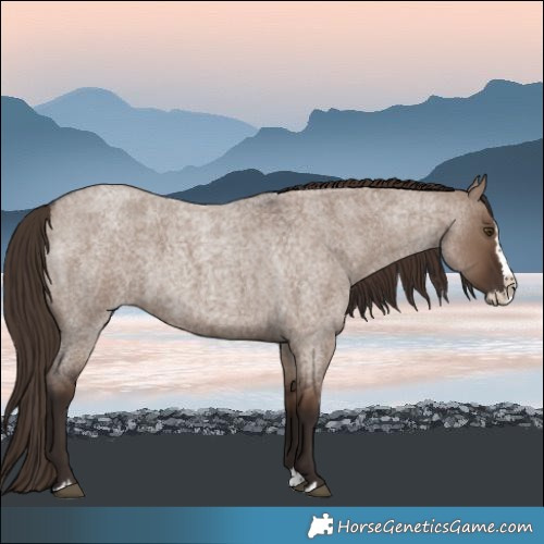 Horse Color:Liver Red Dun Roan Splash
