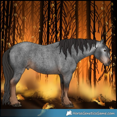 Horse Color:Gray Liver Red Roan 