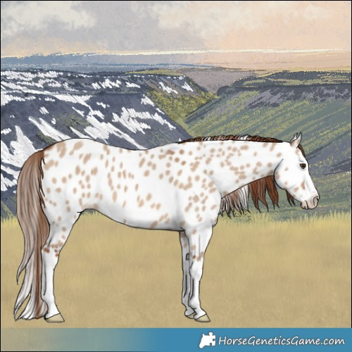 Horse Color:Red Dun Splash Near Leopard 