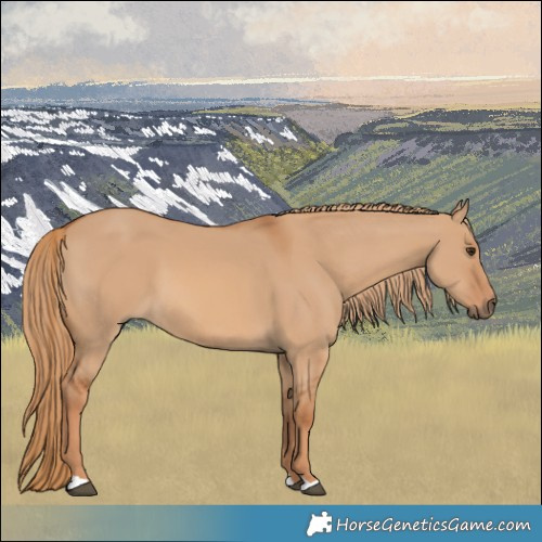Horse Color:Red Dun 
