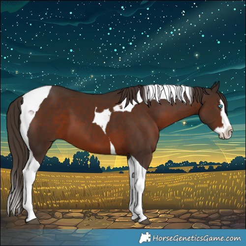Horse Color:Liver Chestnut Splash Tobiano 