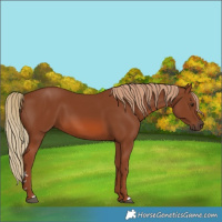 Horse Color:Chestnut 