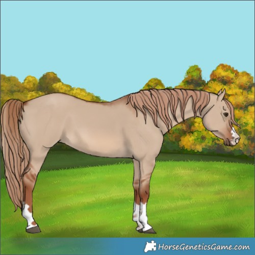 Horse Color:Red Dun