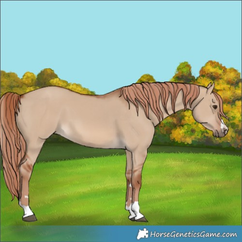 Horse Color:Red Dun 