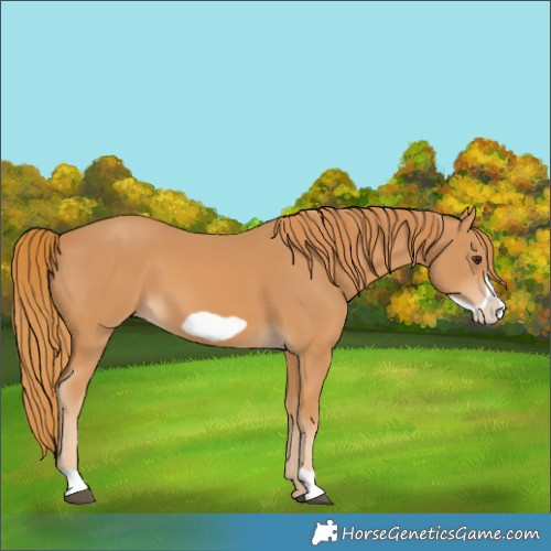 Horse Color:Chestnut Frame 