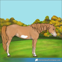 Horse Color:Chestnut Frame 