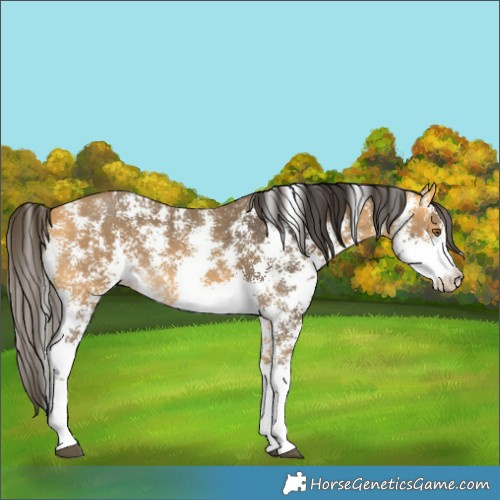 Horse Color:Buckskin Sabino