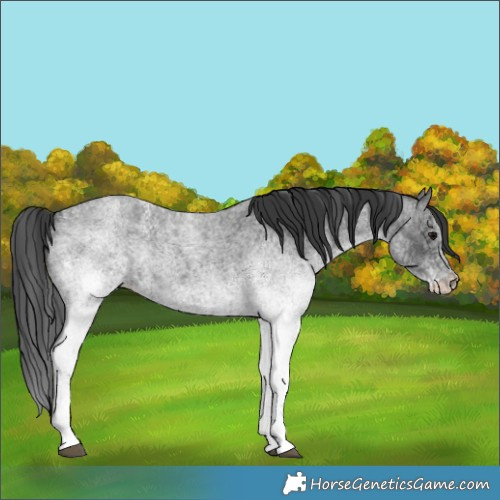 Horse Color:White Spotted Blue Roan