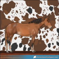 Horse Color:Bay  and Chestnut 
