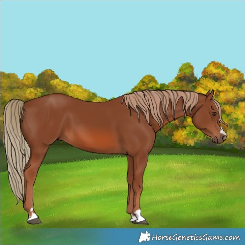 Horse Color:Chestnut 