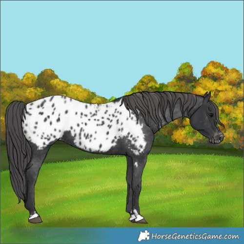 Horse Color:Black Appaloosa