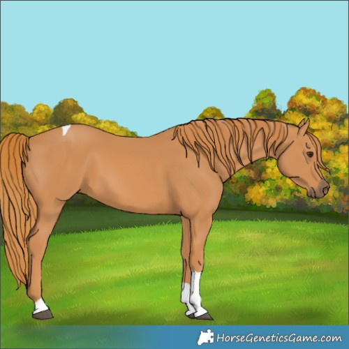 Horse Color:Chestnut Tobiano