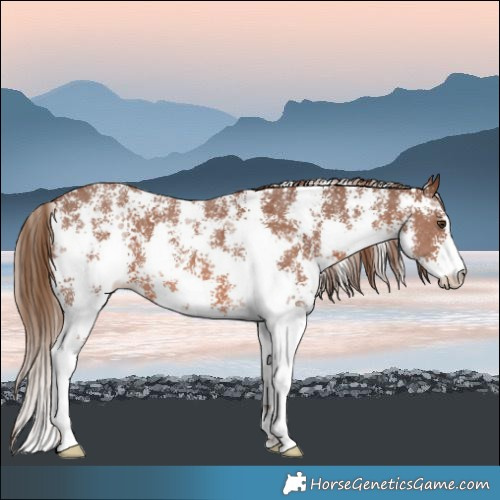 Horse Color:Chestnut Sabino 