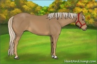 Horse Color:Palomino 