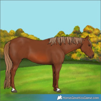 Horse Color:Chestnut 