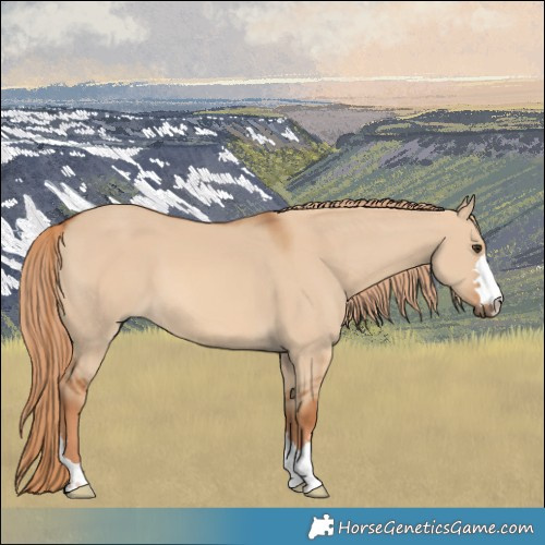 Horse Color:Red Dun