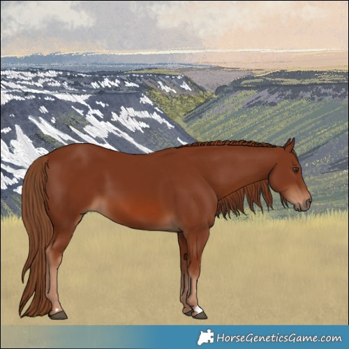 Horse Color:Chestnut 