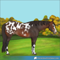 Horse Color:Brown Appaloosa