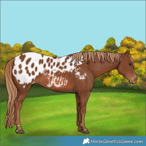 Horse Color:Chestnut Near Leopard