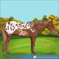 Horse Color:Chestnut Near Leopard