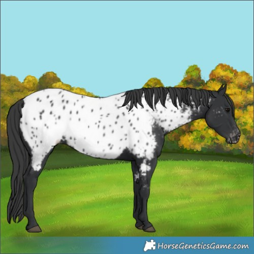 Horse Color:Black Near Leopard 