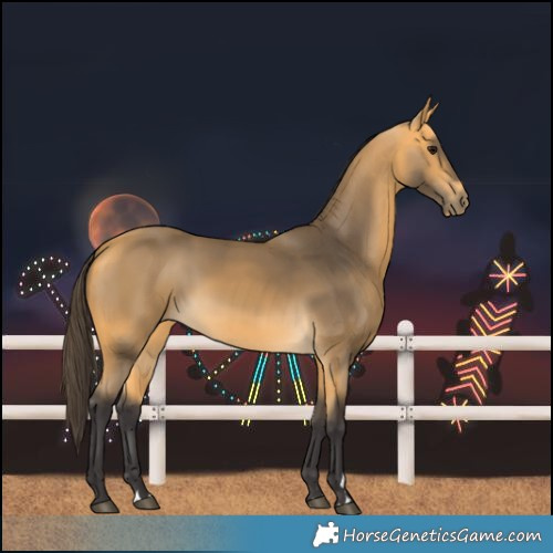 Horse Color:Buckskin 
