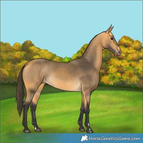 Horse Color:Buckskin 