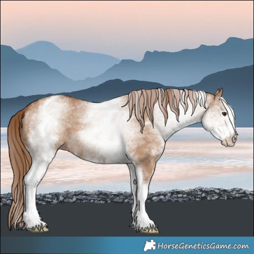 Horse Color:White Spotted Red Dun 