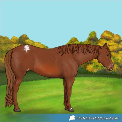 Horse Color:Chestnut Varnish 