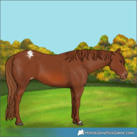 Horse Color:Chestnut Varnish