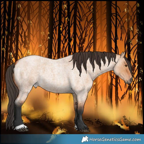 Horse Color:Bay Roan Dun 