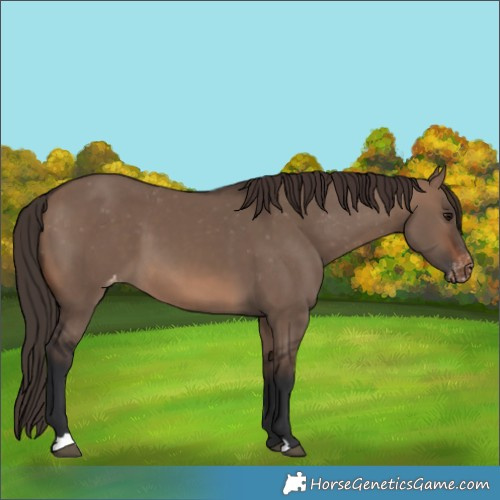 Horse Color:Brown Dun Varnish 