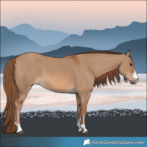 Horse Color:Red Dun