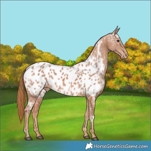 Horse Color:Chestnut Ice Blanket 