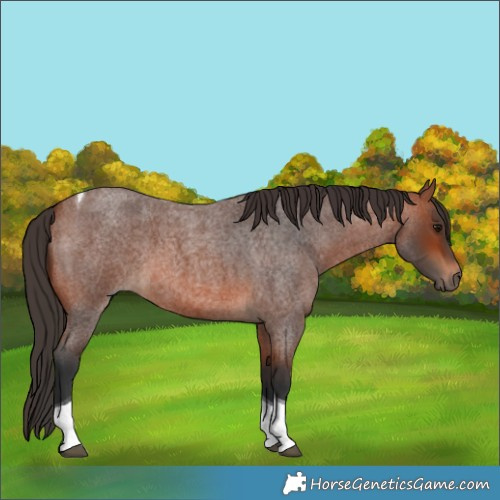 Horse Color:Bay Roan Tobiano