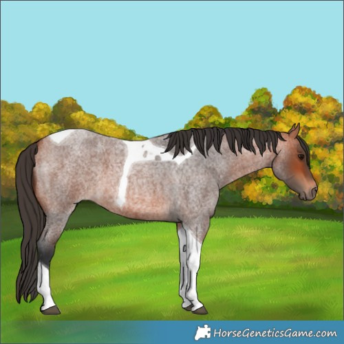 Horse Color:Bay Roan Tobiano