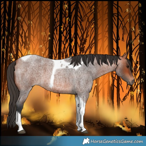 Horse Color:Bay Roan Tobiano 
