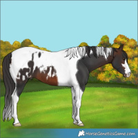 Horse Color:Brown Tobiano Near Leopard 