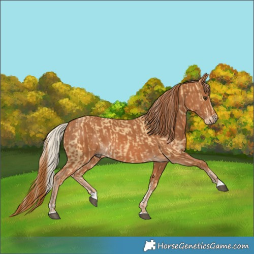 Horse Color:Palomino and Chestnut