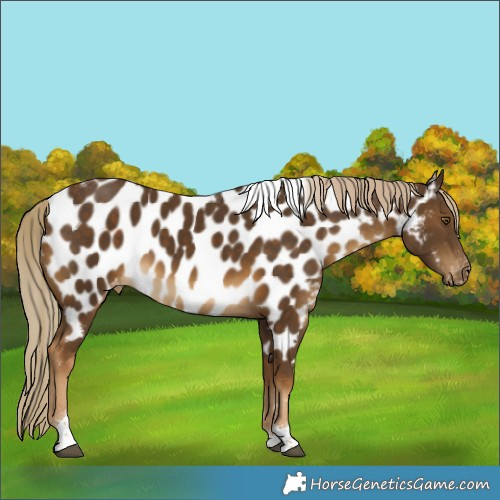 Horse Color:Chocolate Palomino Tobiano Near Leopard Rabicano 