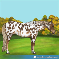 Horse Color:Chocolate Palomino Tobiano Near Leopard Rabicano 