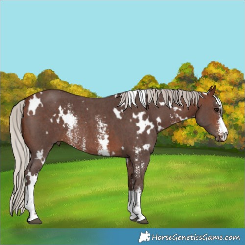 Horse Color:White Spotted Silver Brown Sabino Rabicano 