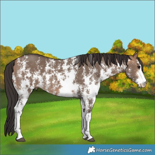 Horse Color:Bay Dun Sabino Rabicano 