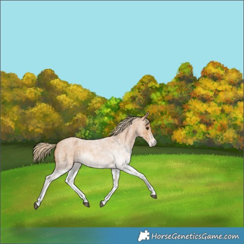 Horse Color:White Spotted Red Roan 