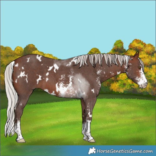 Horse Color:White Spotted Silver Brown Sabino 