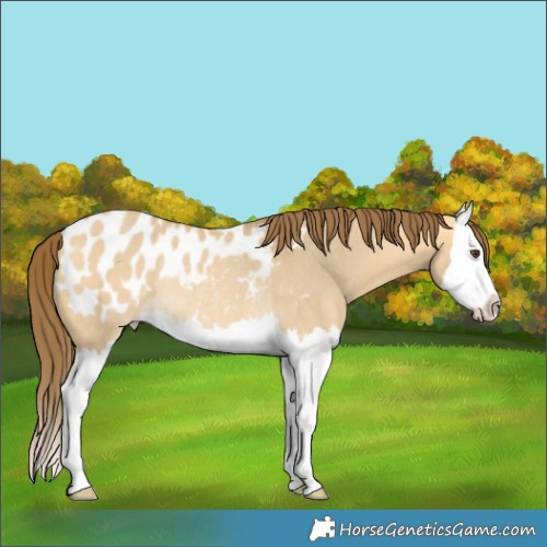Horse Color:Buckskin Dun Splash Appaloosa Rabicano 