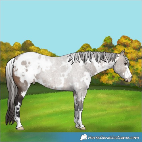 Horse Color:White Spotted Brown Dun Appaloosa