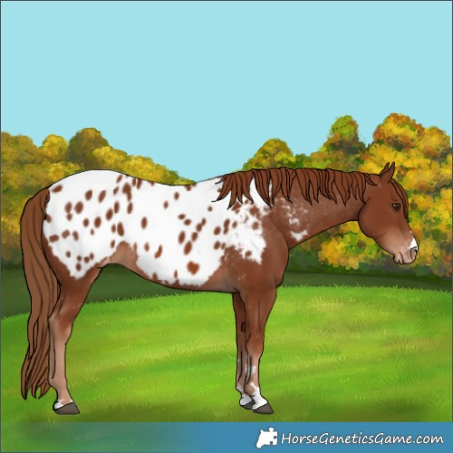 Horse Color:Chestnut Blanket 