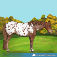 Horse Color:Chestnut Blanket
