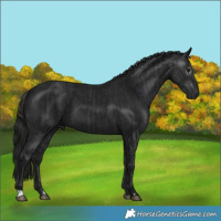 Horse Color:Black and Gray Black